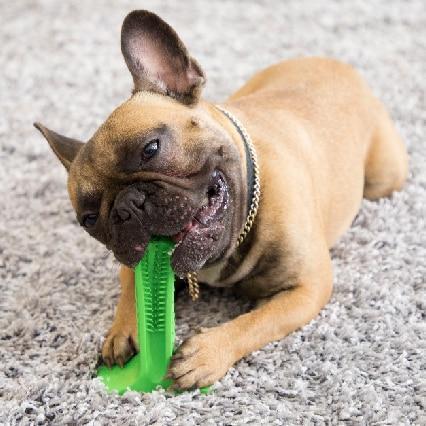 Brushing The Dog With A Stick